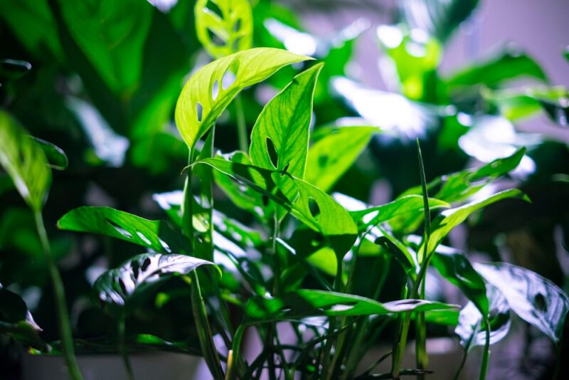 monstera