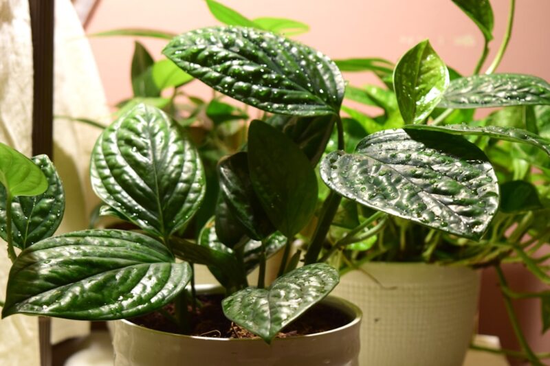 A potted houseplant with patterned green leaves.